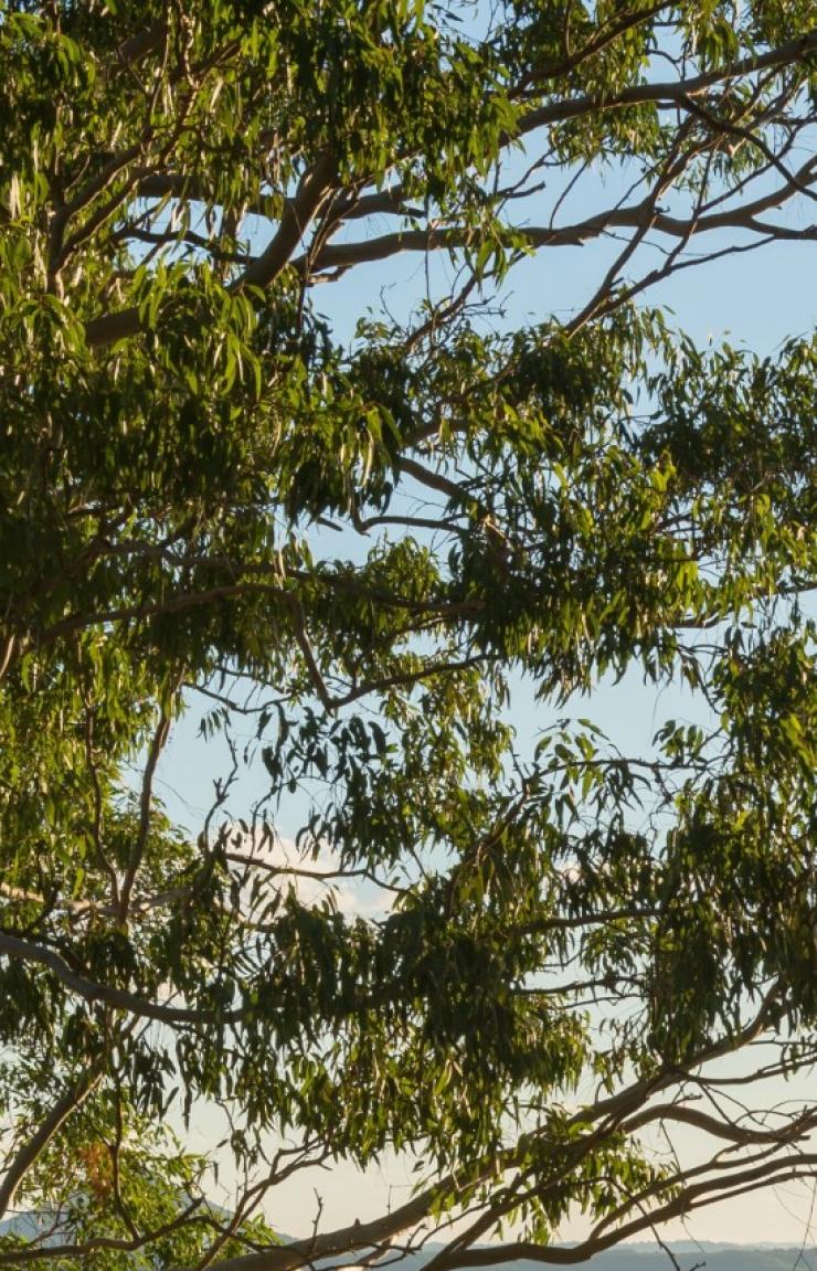 Sunset concert at the Lookout, Noosa National Park, Queensland © Tourism Australia