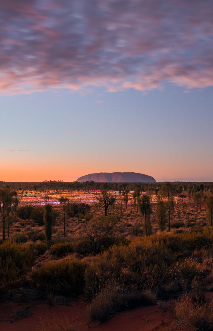 Field of Light, Uluru, Uluru-Kata Tjuta National Park, Northern Territory © Tourism Australia