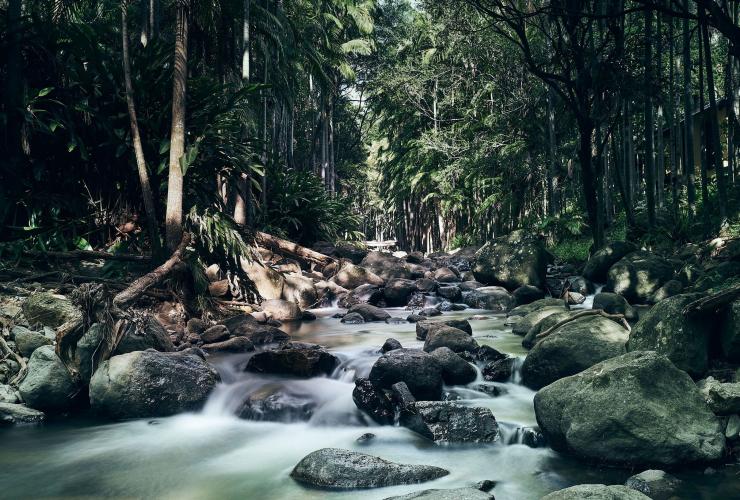 Mt Tamborine Rainforest, Scenic Rim, Queensland © Tourism Australia Mt Tamborine Rainforest, Scenic Rim, Queensland © Tourism Australia