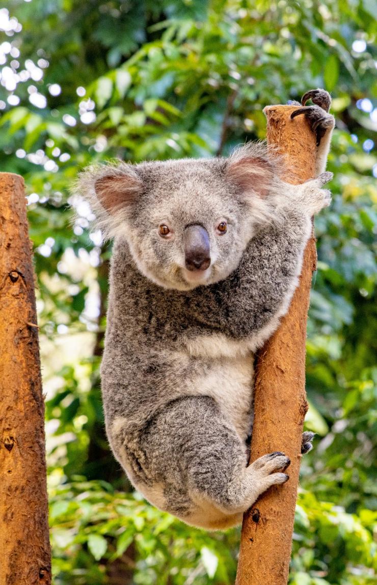 昆士兰州，黄金海岸，冲浪者天堂