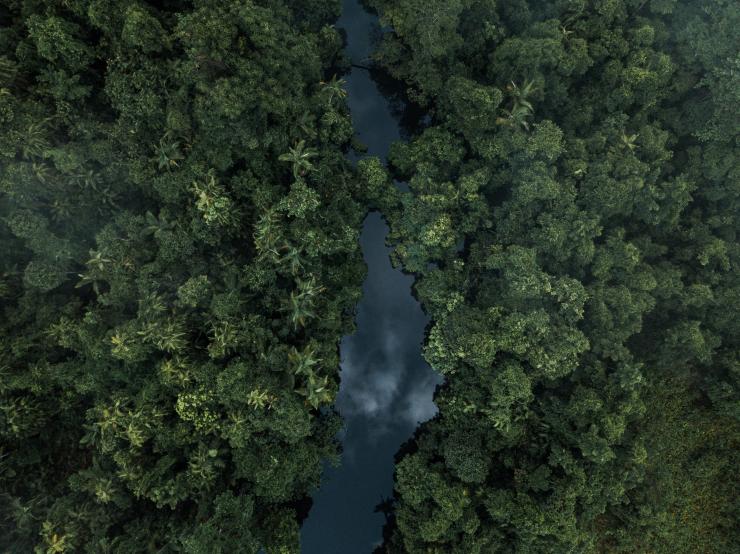 Daintree Rainforest, QLD © Melissa Findley, Tourism Australia